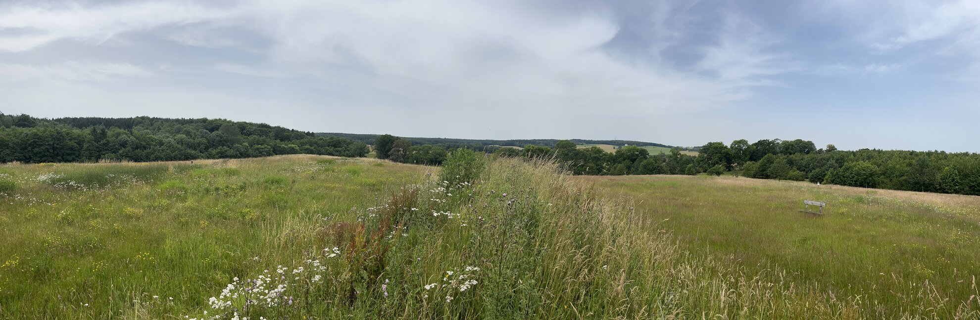 Weitläufige Wiesenlandschaft im hohem Gras. Im Vordergrund ist eine kleine Bank sichtbar